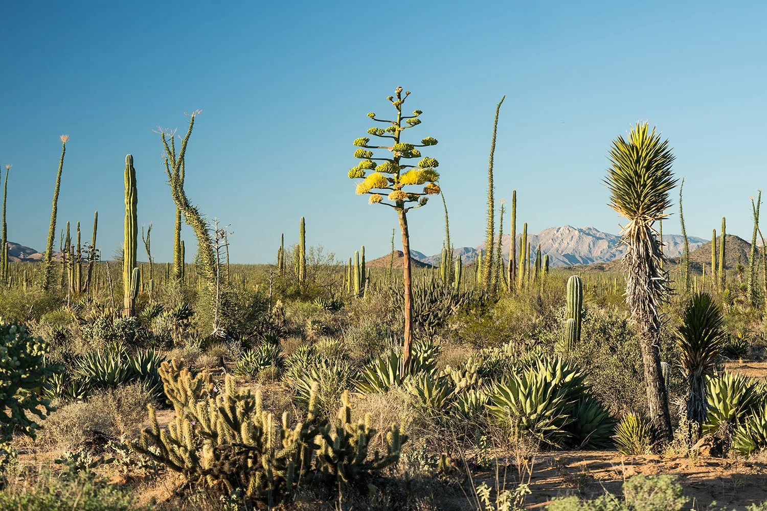 Agaves, Cirios and Cardons in the Valle de Los Cirios, Baja