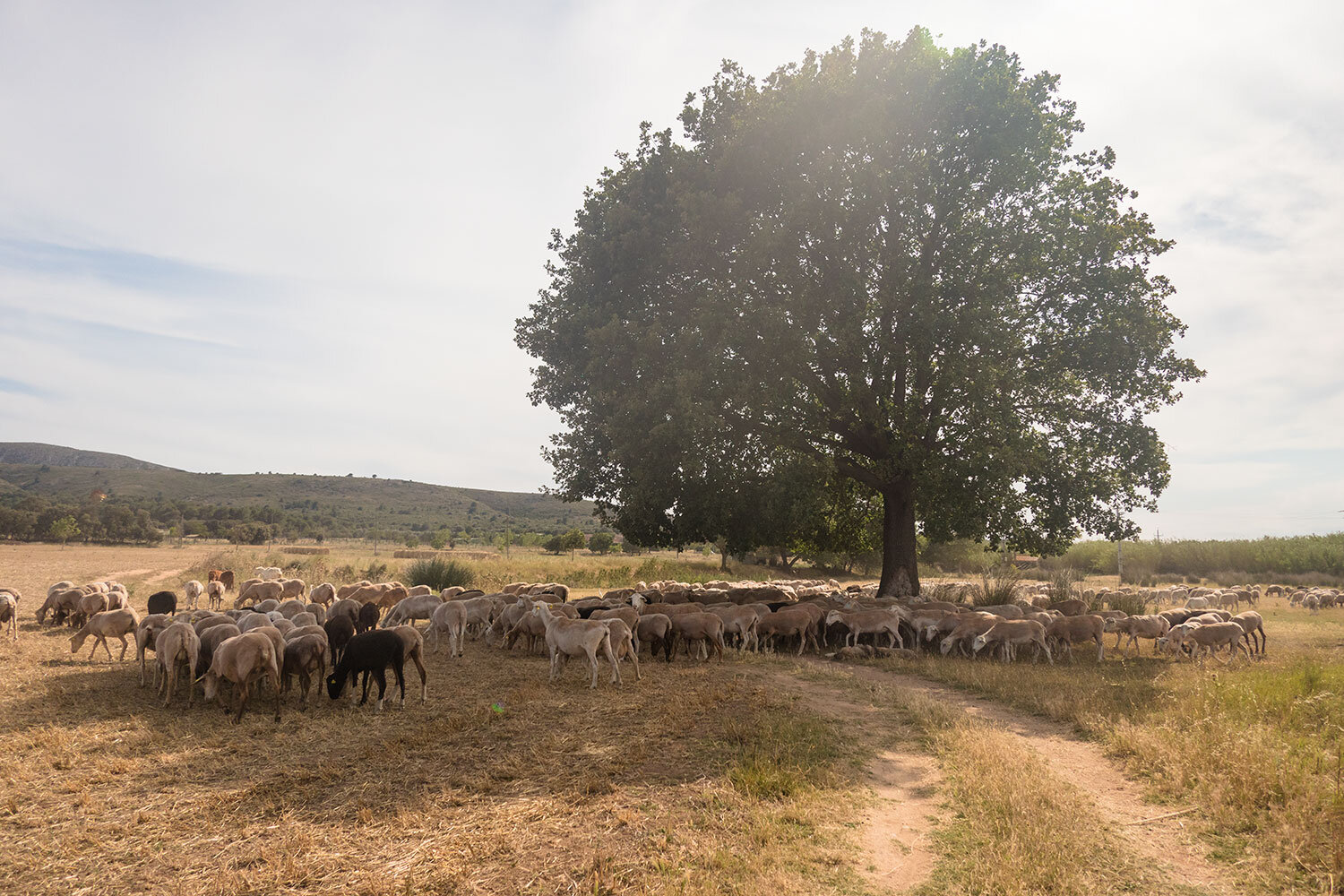 to-belcaire-traffic-jam-3167.jpg