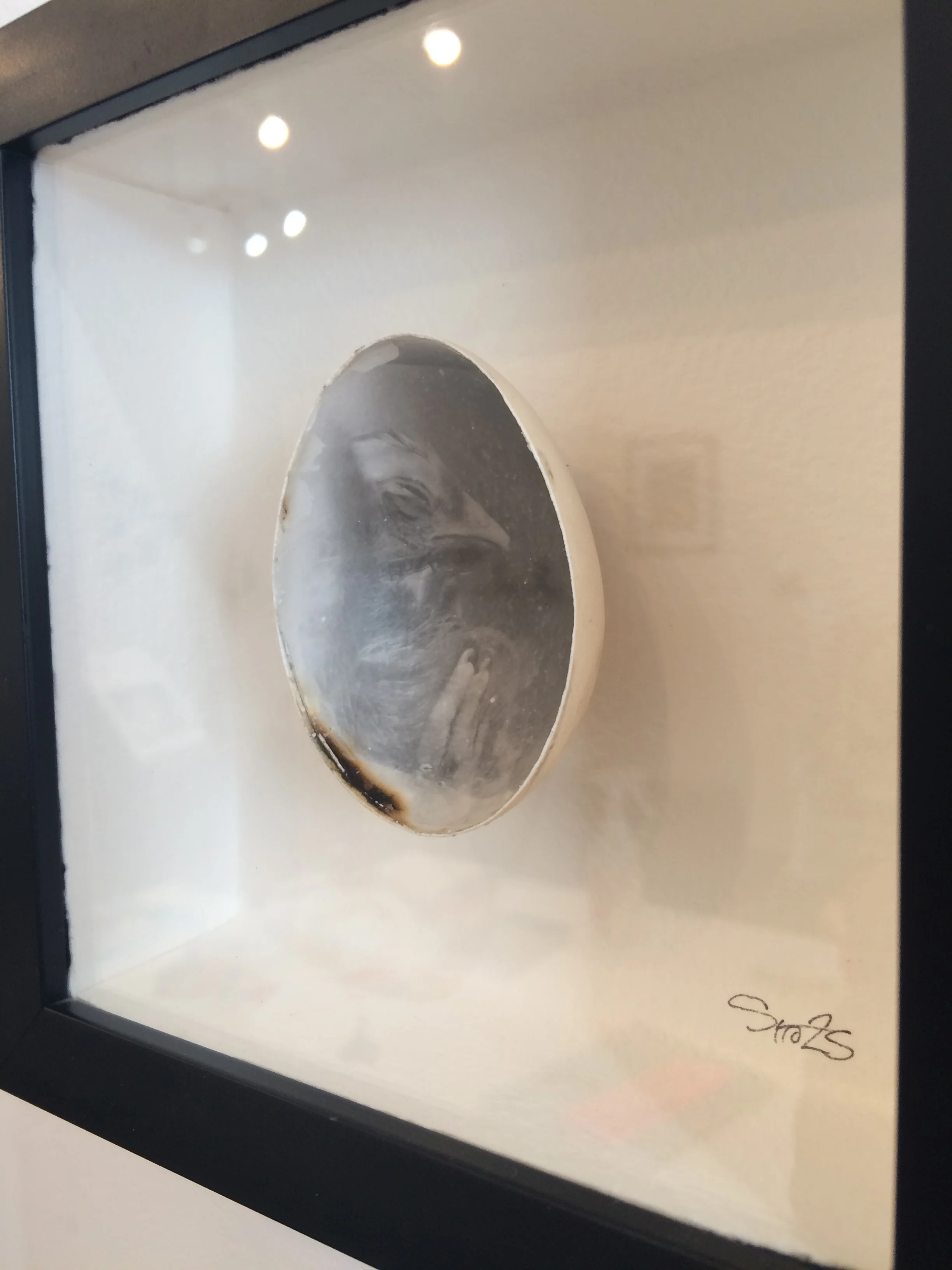 'AB OVO: Chicken Fetus'