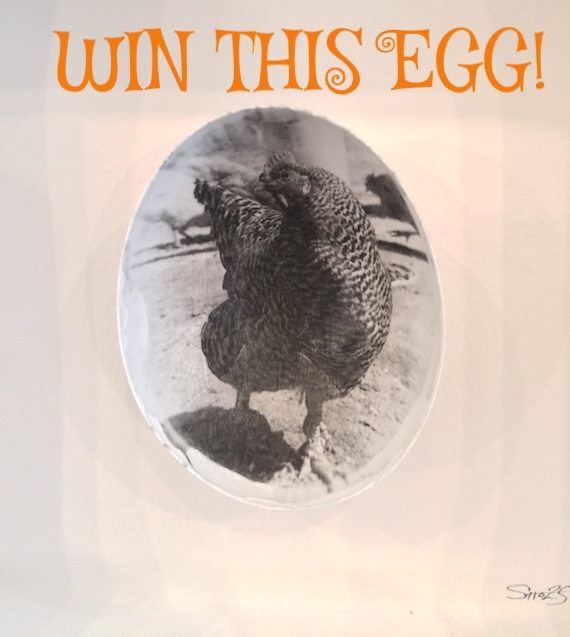 'Chicken Moment' from the AB OVO series by Shoshana Zambryski-Stachel