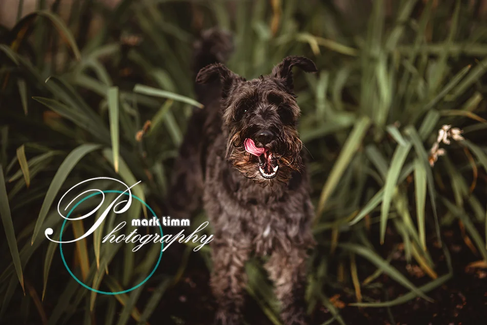 pet photographer scotland