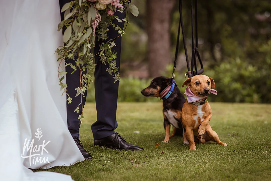 dogs at scottish wedding