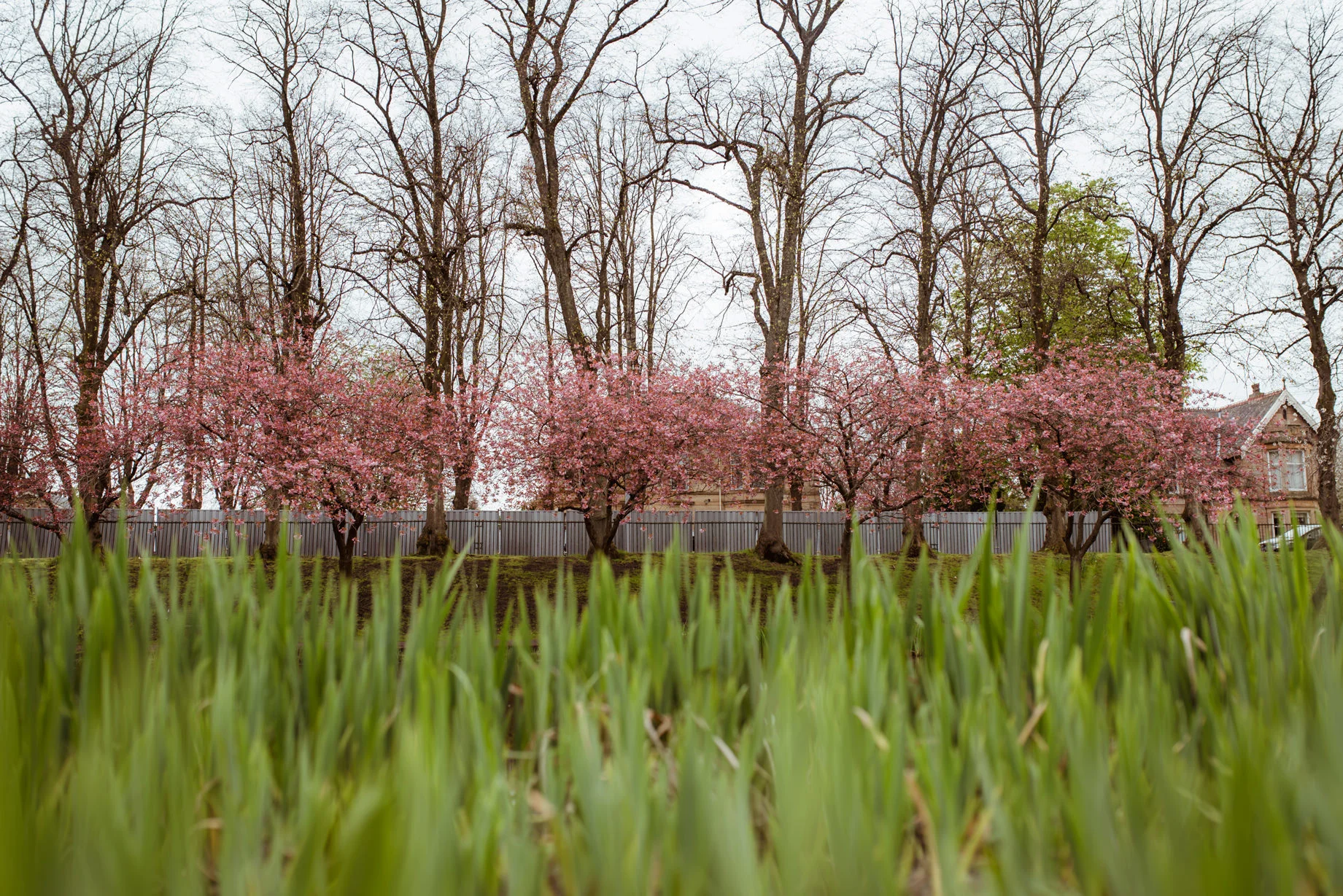 blossom-wedding-scotland-glasgow.jpg