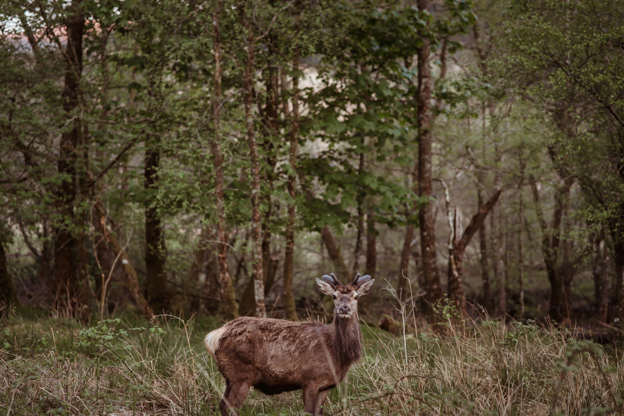 alternative-glenfinnan-wedding-photography.jpg