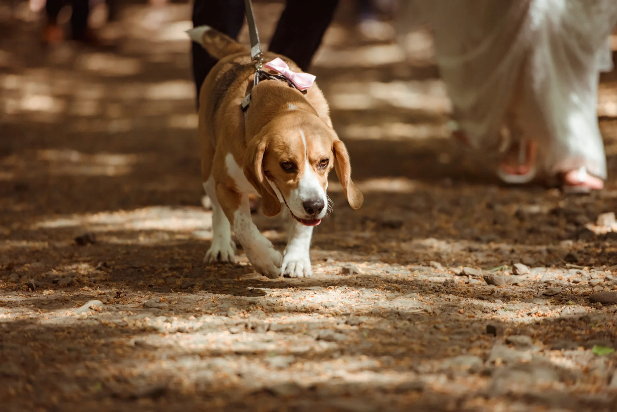 dog-friendly-wedding-venue-scotland.jpg