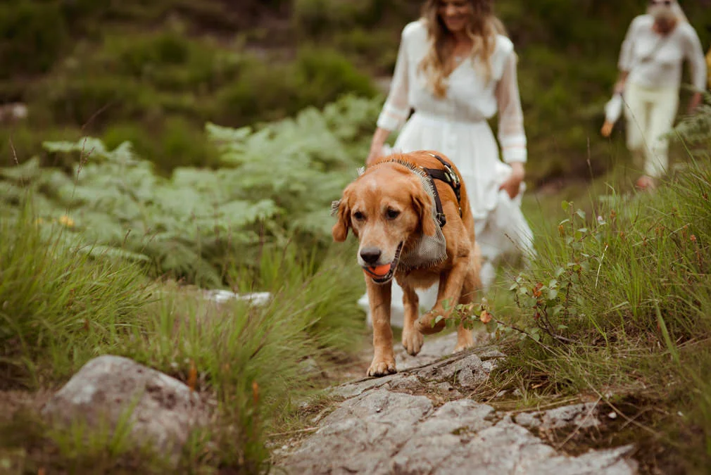 dog-friendly-wedding-destination-scotland.jpg