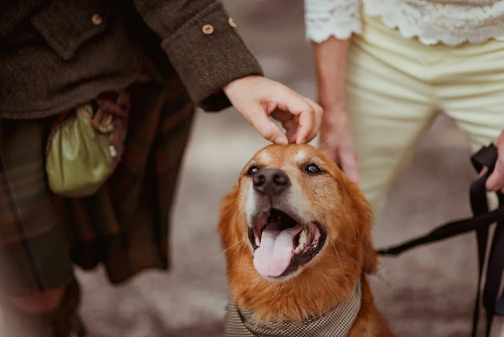 dog-friendly-wedding-destination-scotland.jpg