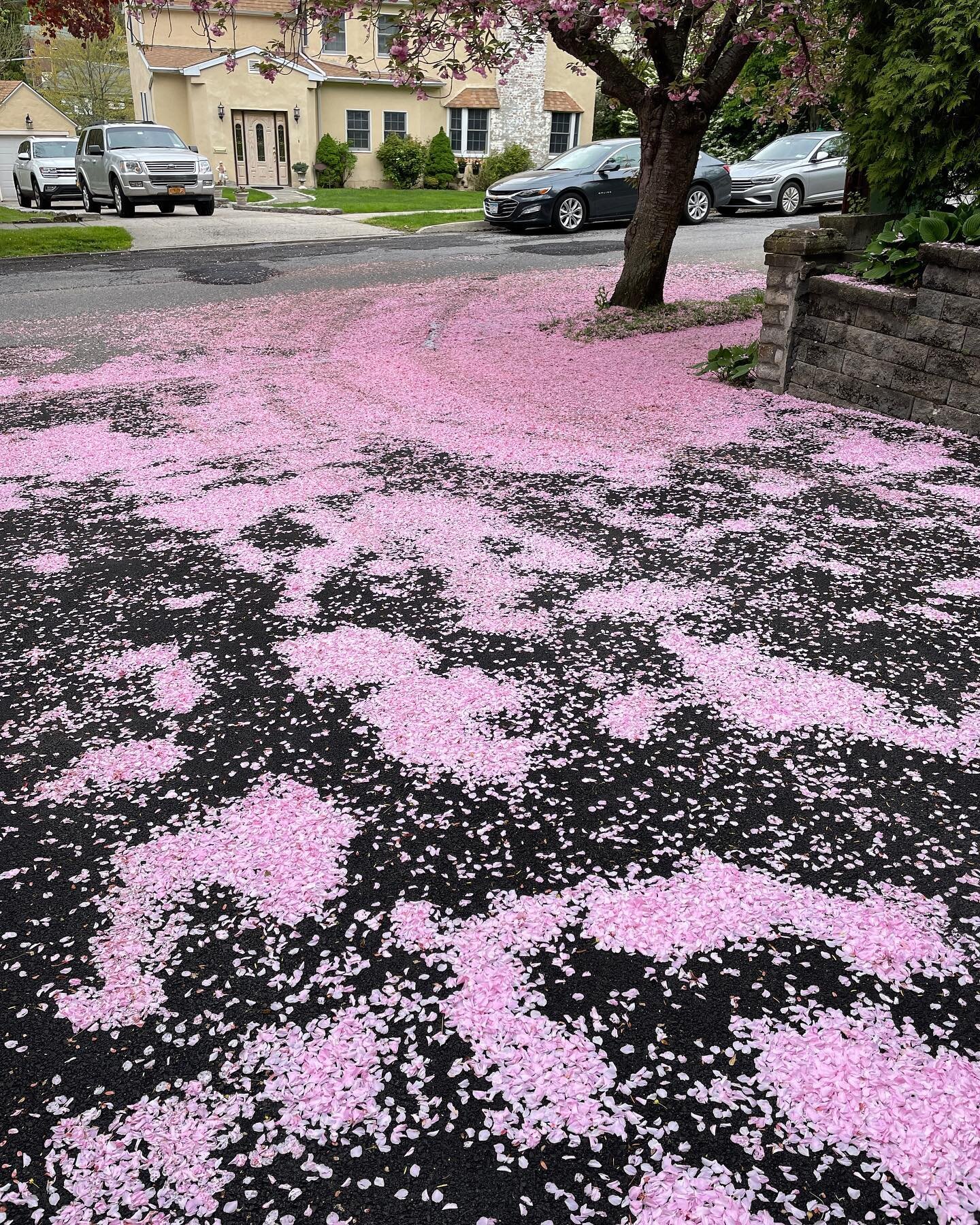 In the spring, my driveway turns to pink.

#spring 
#cherryblossom 
#pink 
#petals