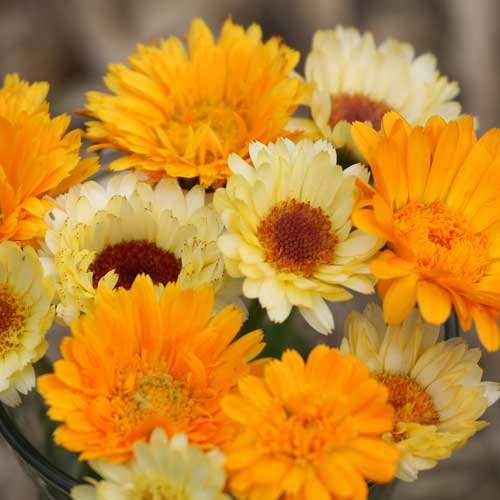 Calendula herb mixed color seeds