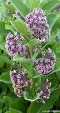 Showy milkweed seeds northwest native pollinator plant