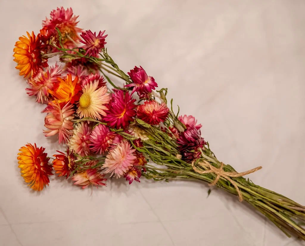 Multicolor Strawflower Bundle
