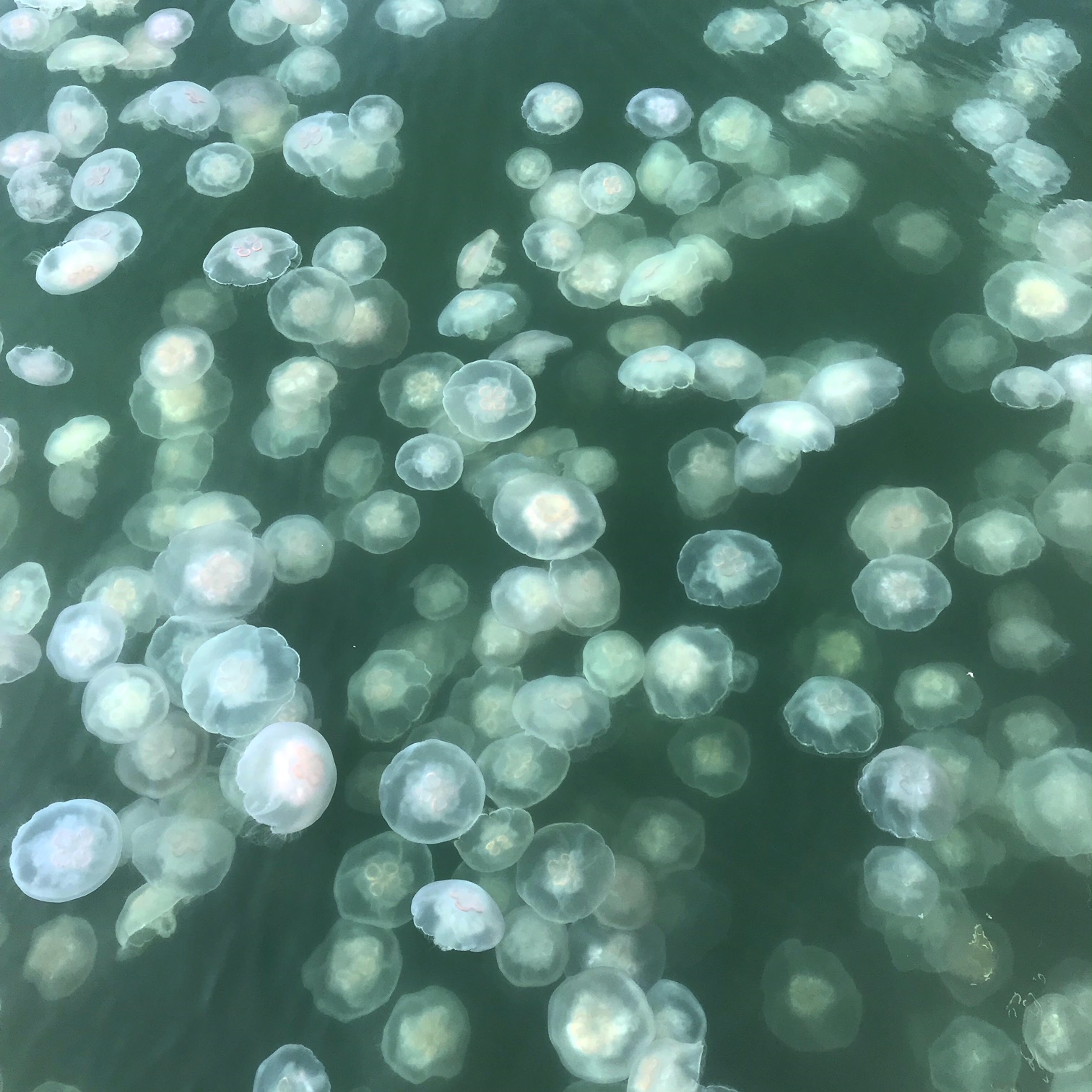 Video Loop_Jellies.jpeg