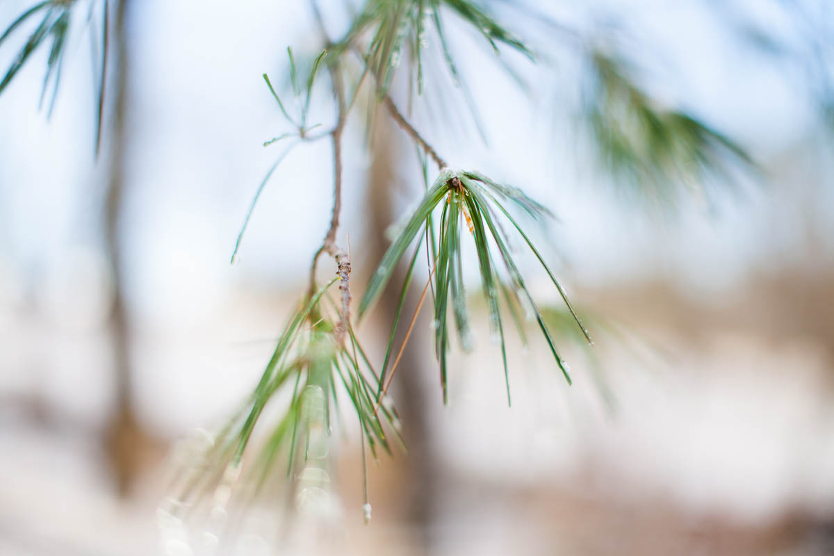 MegaBugPhotography_FirstSnow2017_Web-23.jpg