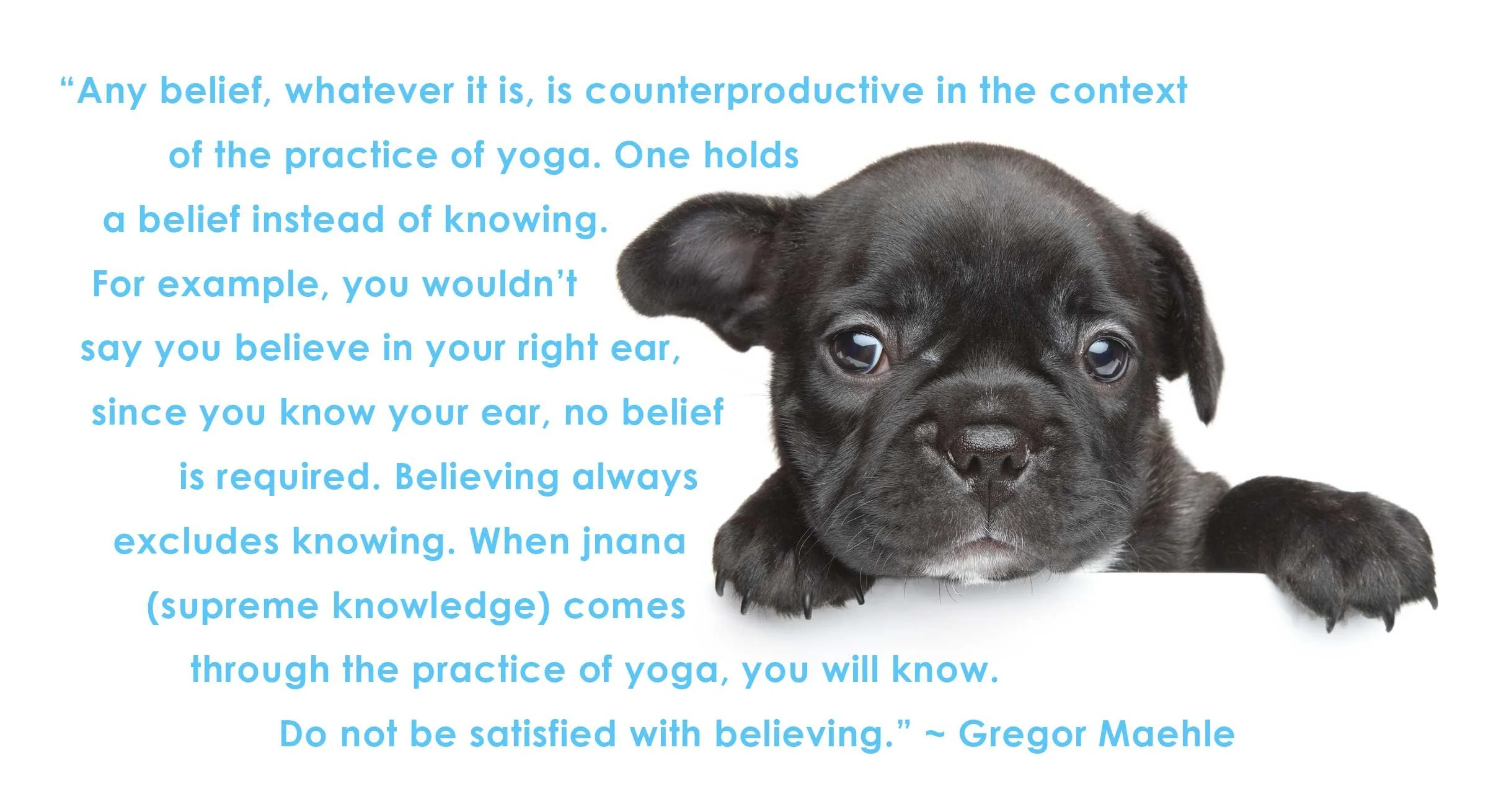 puppyBELIEF.jpg