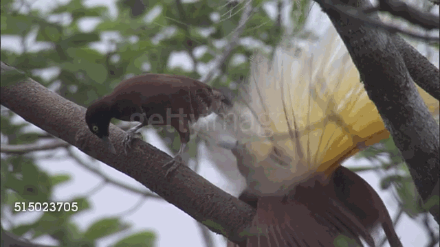 Greater bird of paradise