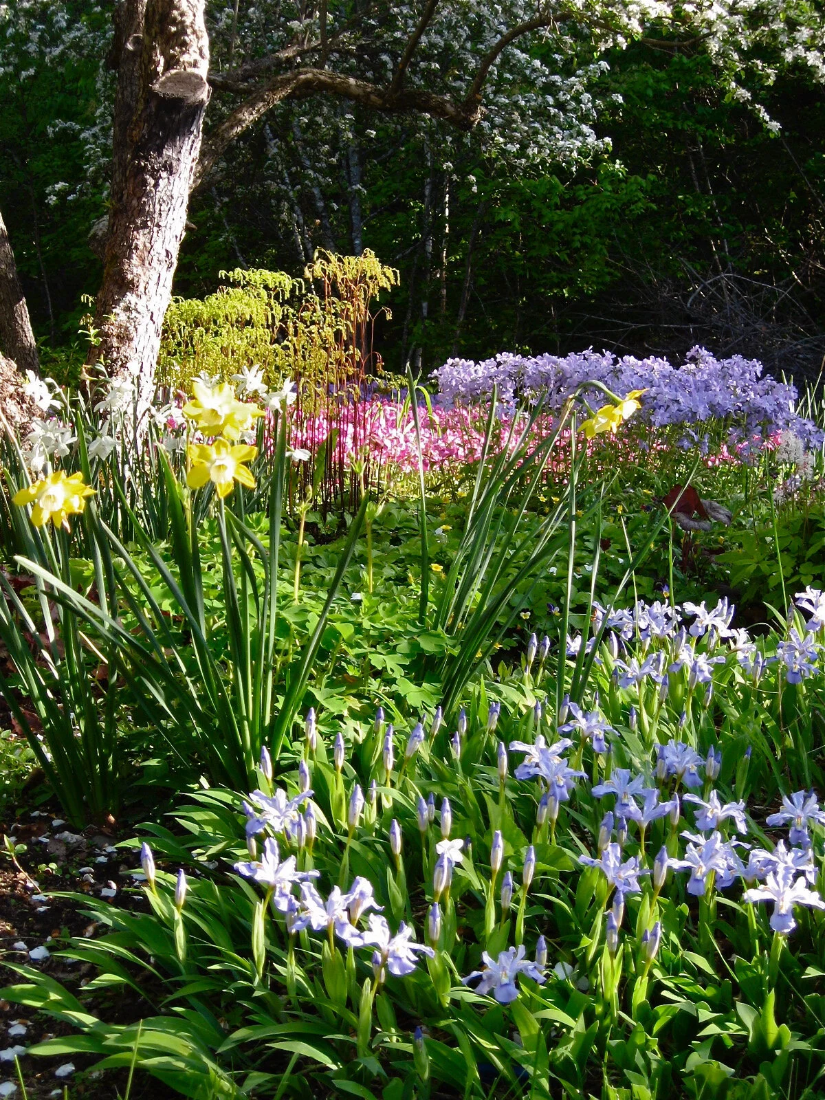 Many early spring flowering perennials are best planted now.