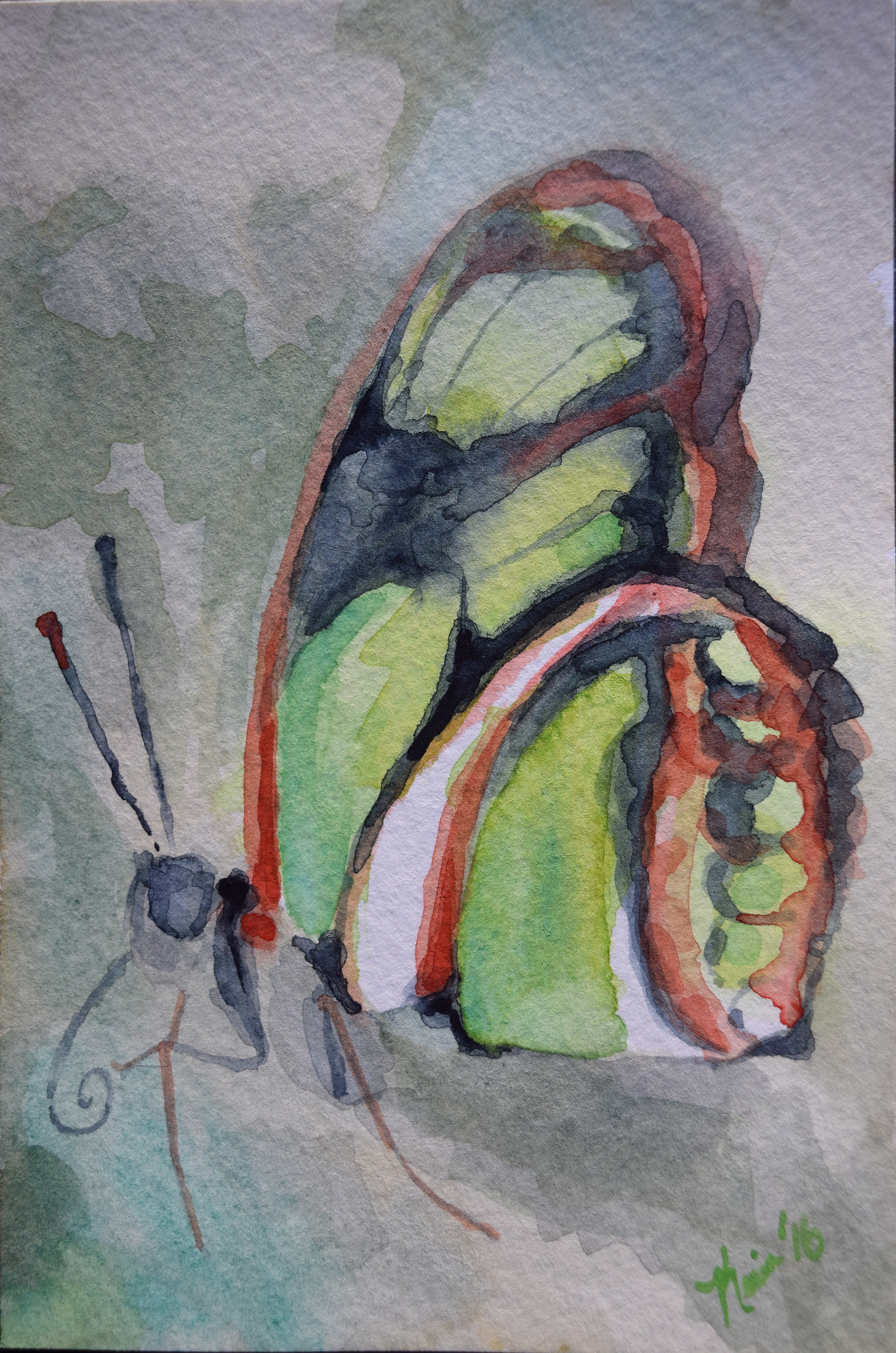 butterfly.9.sm.png