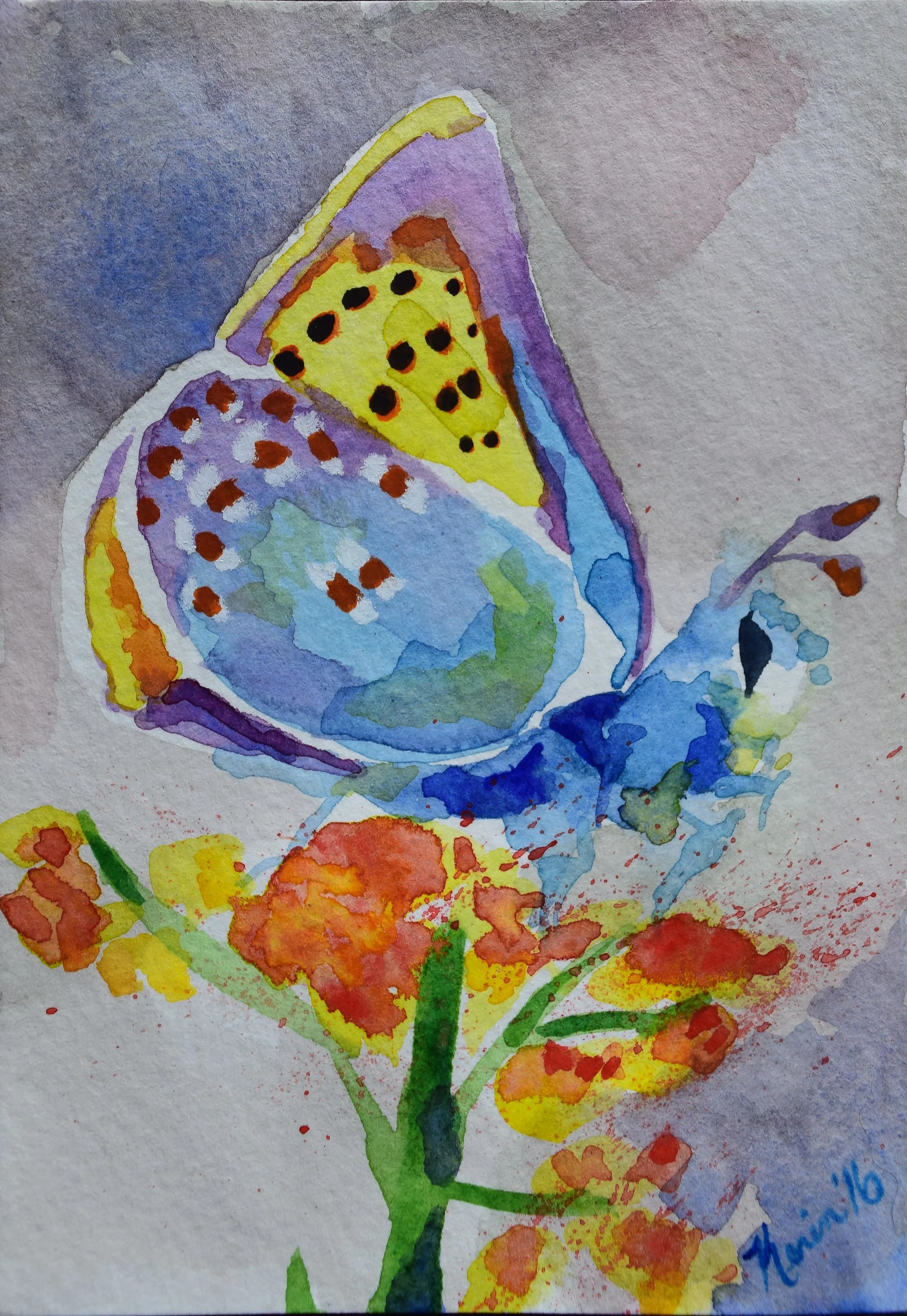 Butterfly 26