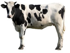 cowthumb.jpg