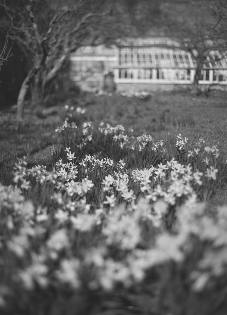 Daffodils-in-Fenton-House.jpg