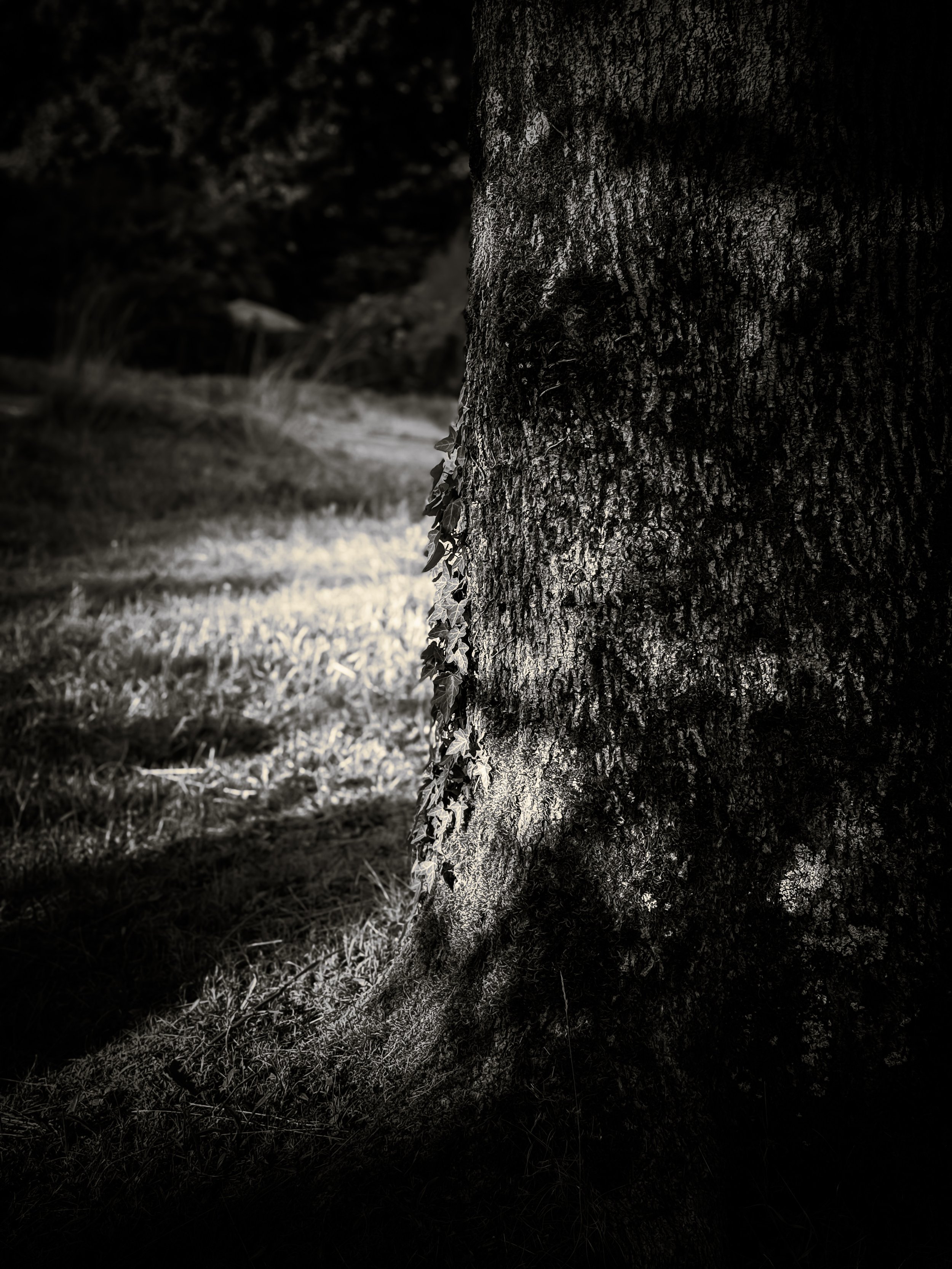 IMG_4437.jpeg