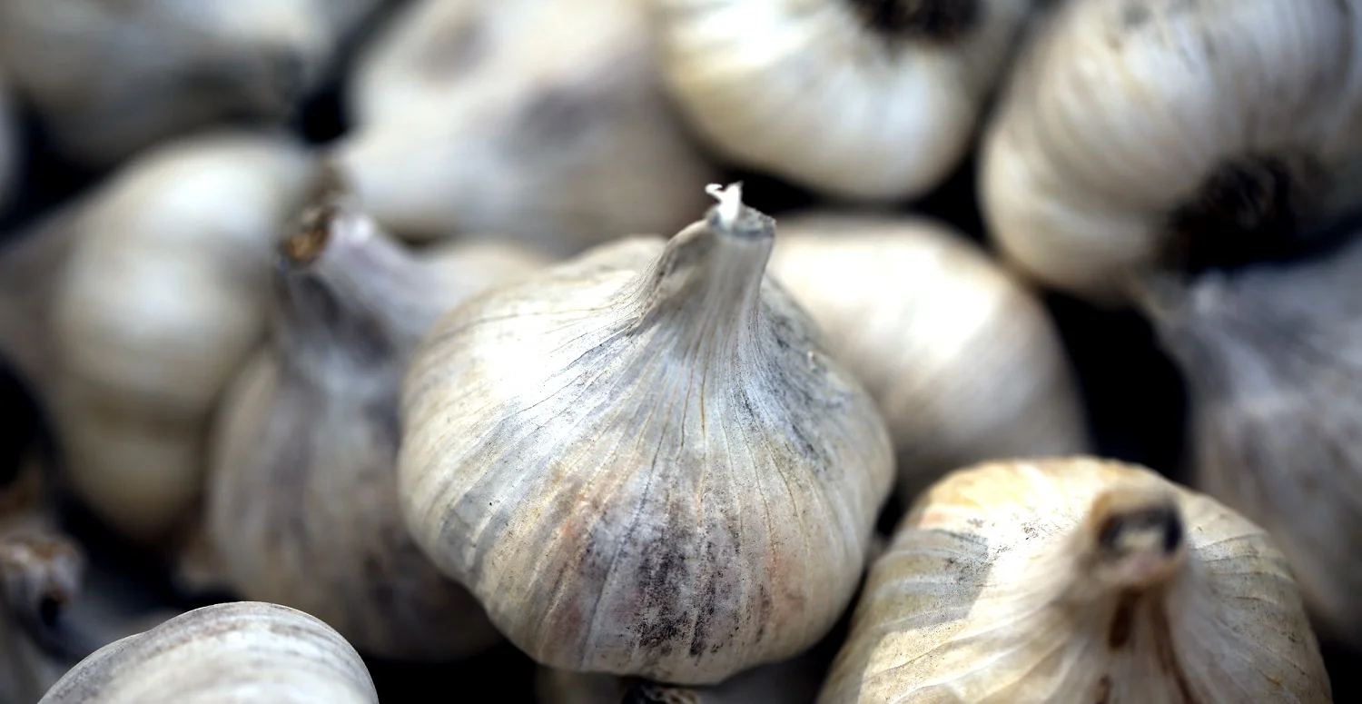 Garlic.jpg