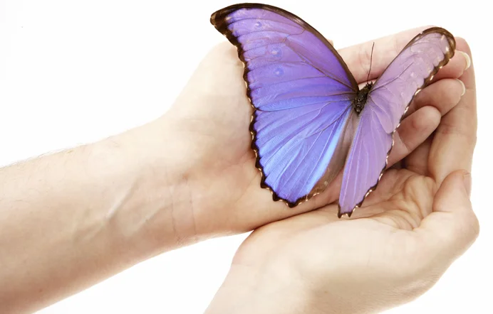 butterfly_website.jpg