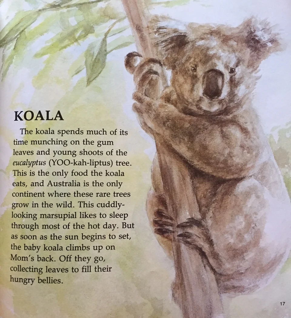 koala 1.JPG
