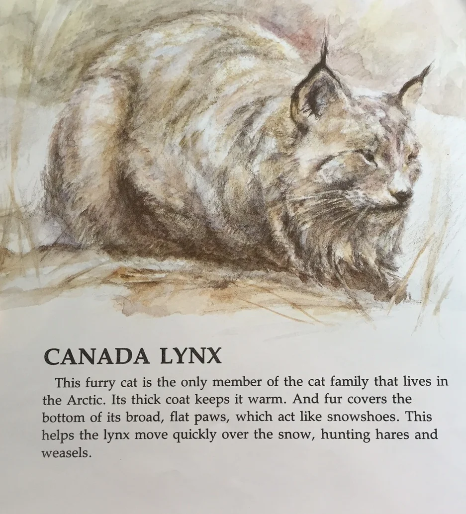 lynx.JPG