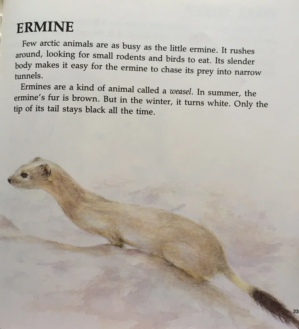 ermine.JPG