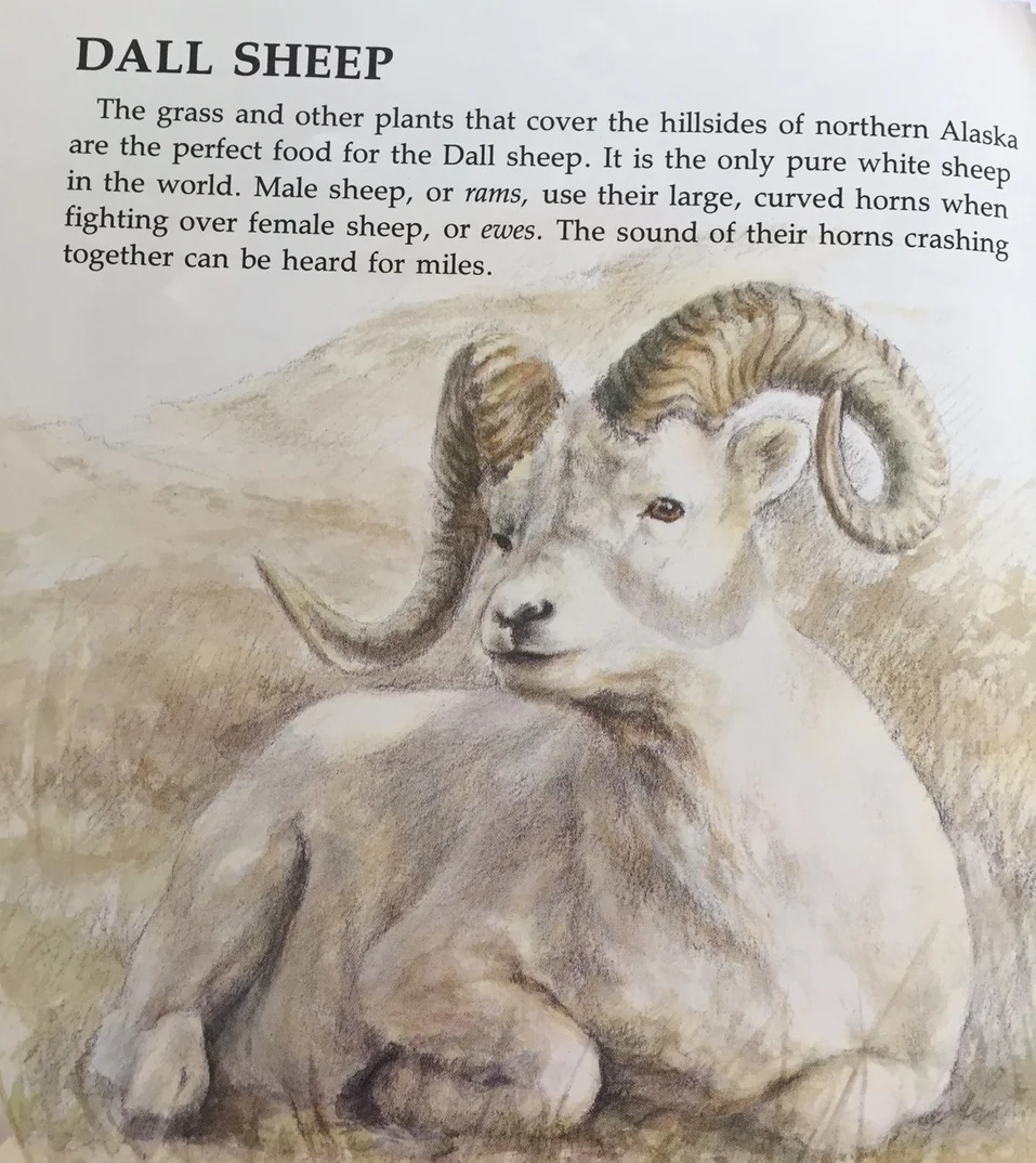 dall sheep.JPG