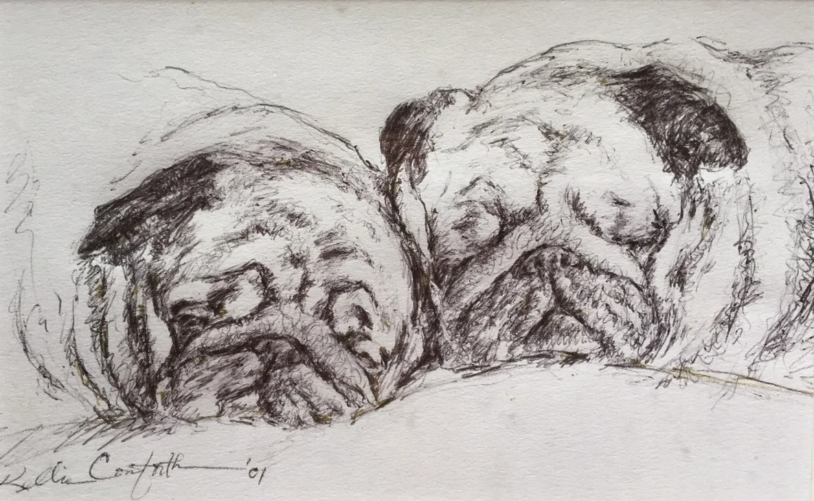 pugs.JPG