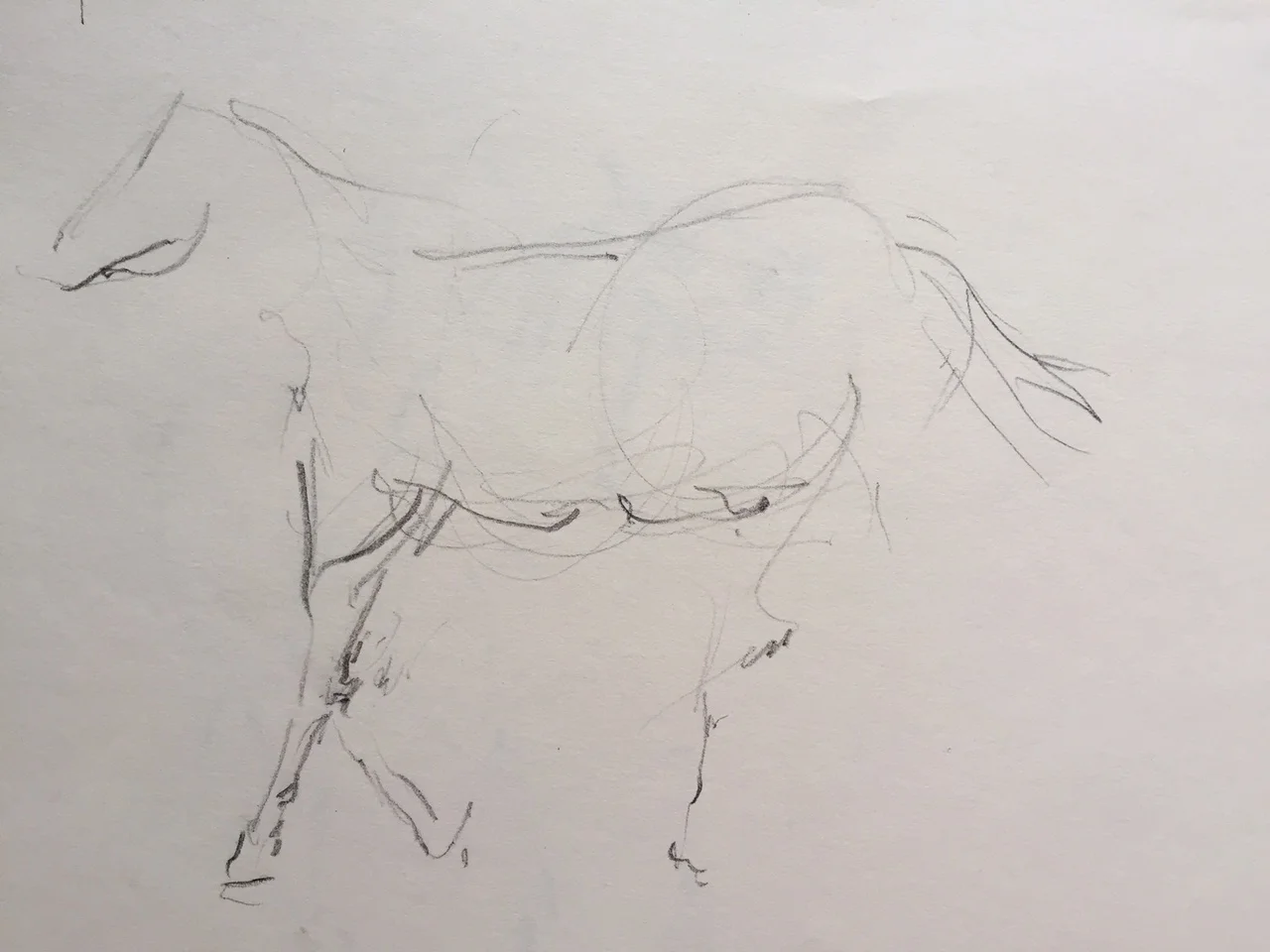 horse gesture 1.JPG