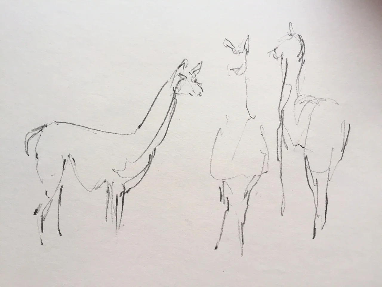 alpacas 1.JPG