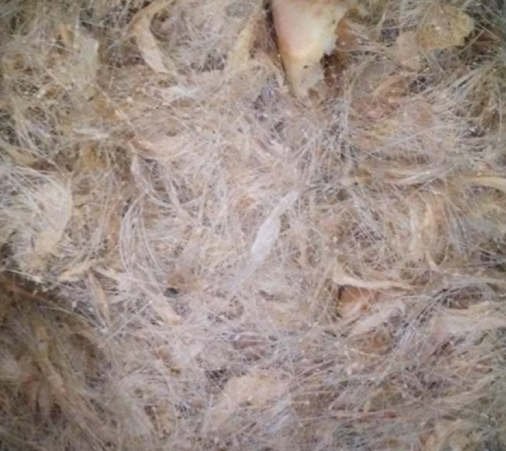 Hog Hair and Nails Collected at a Rendering Plant