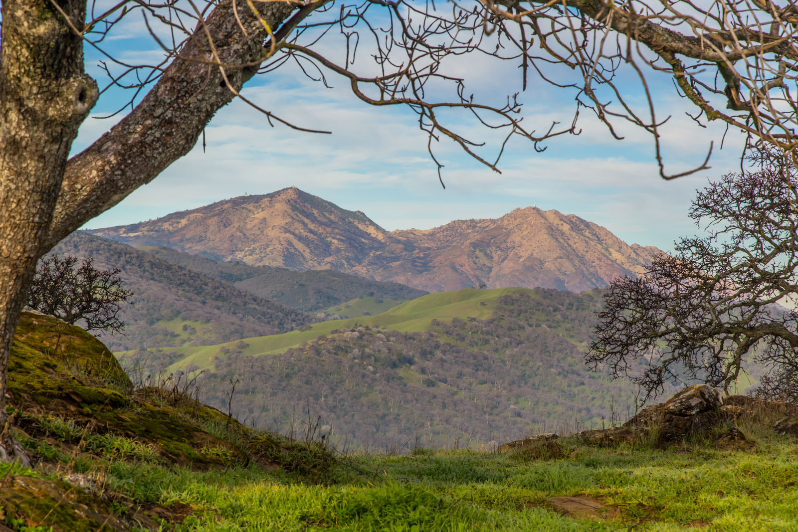 Mt. Diablo Framed by Oak Tree.jpg