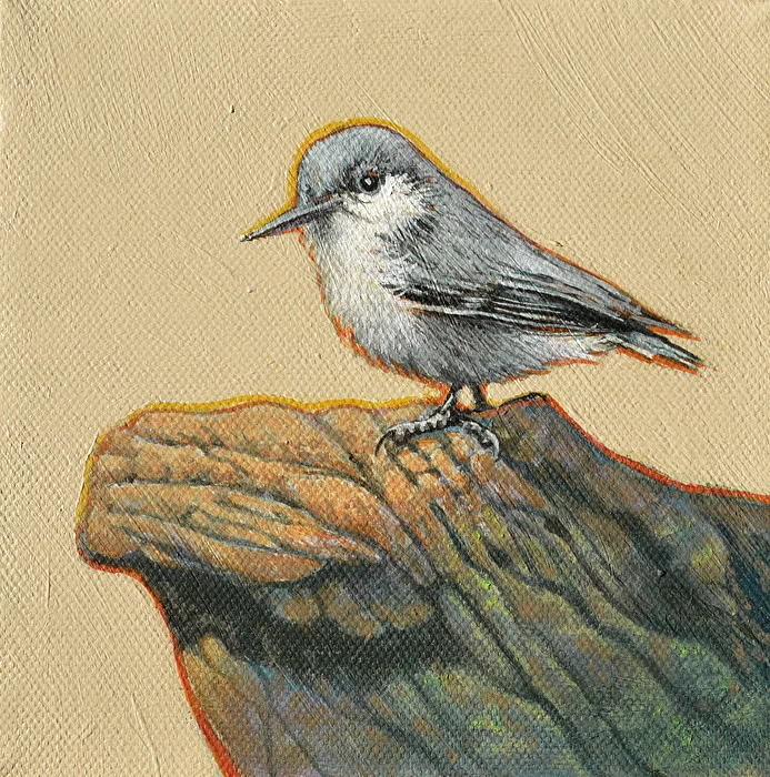 Pygmy Nuthatch 6x6.jpg