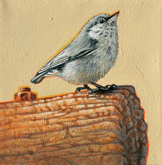 Pygmy Nuthatch 2 6x6.jpg