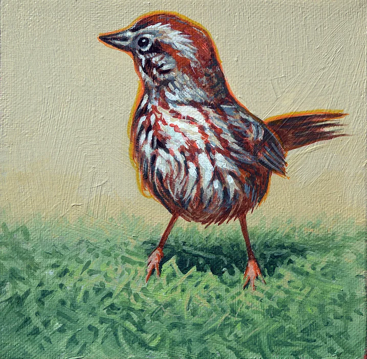 Song Sparrow 6x6.jpg