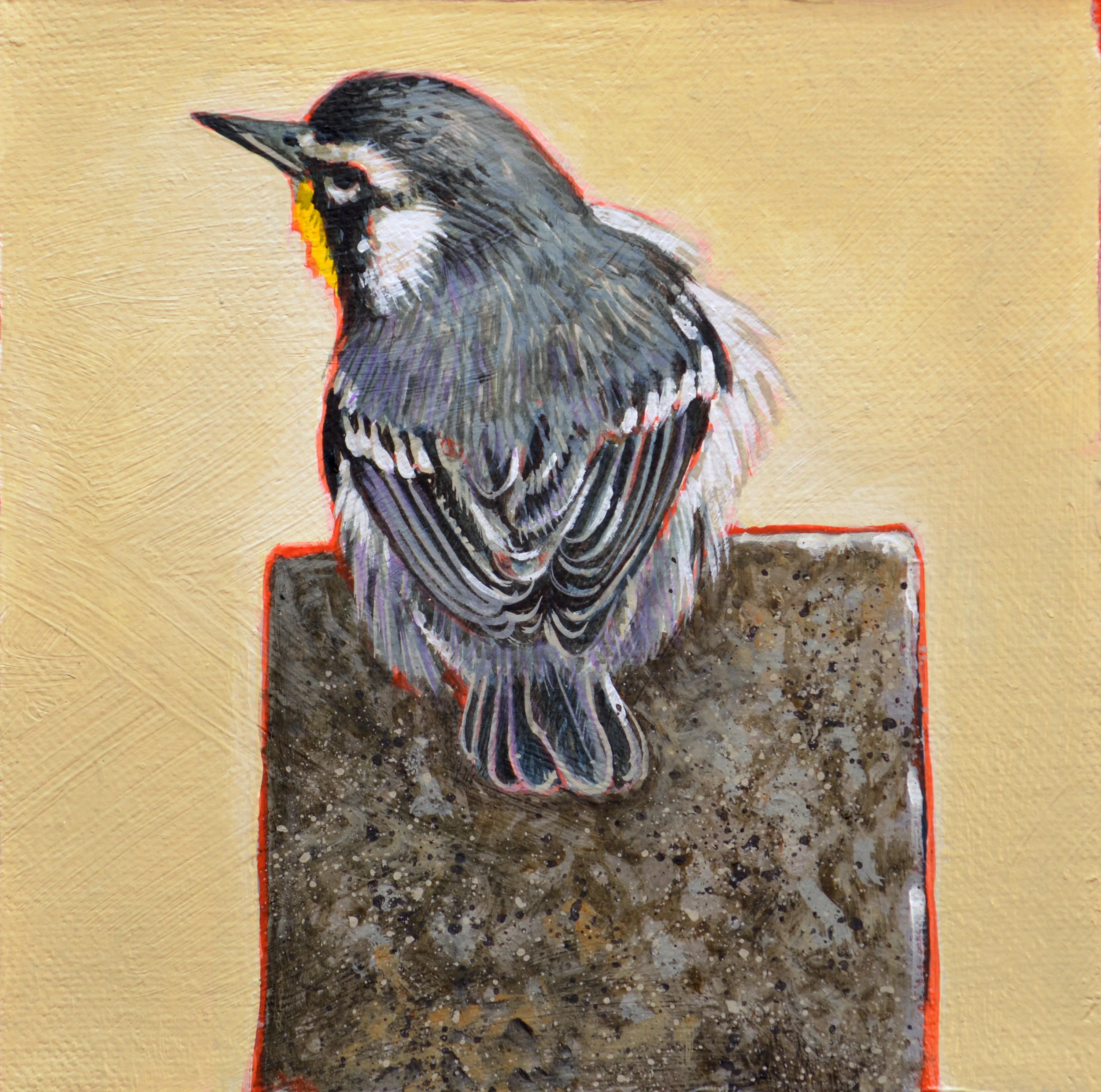 Warbler2.16   6x6.JPG