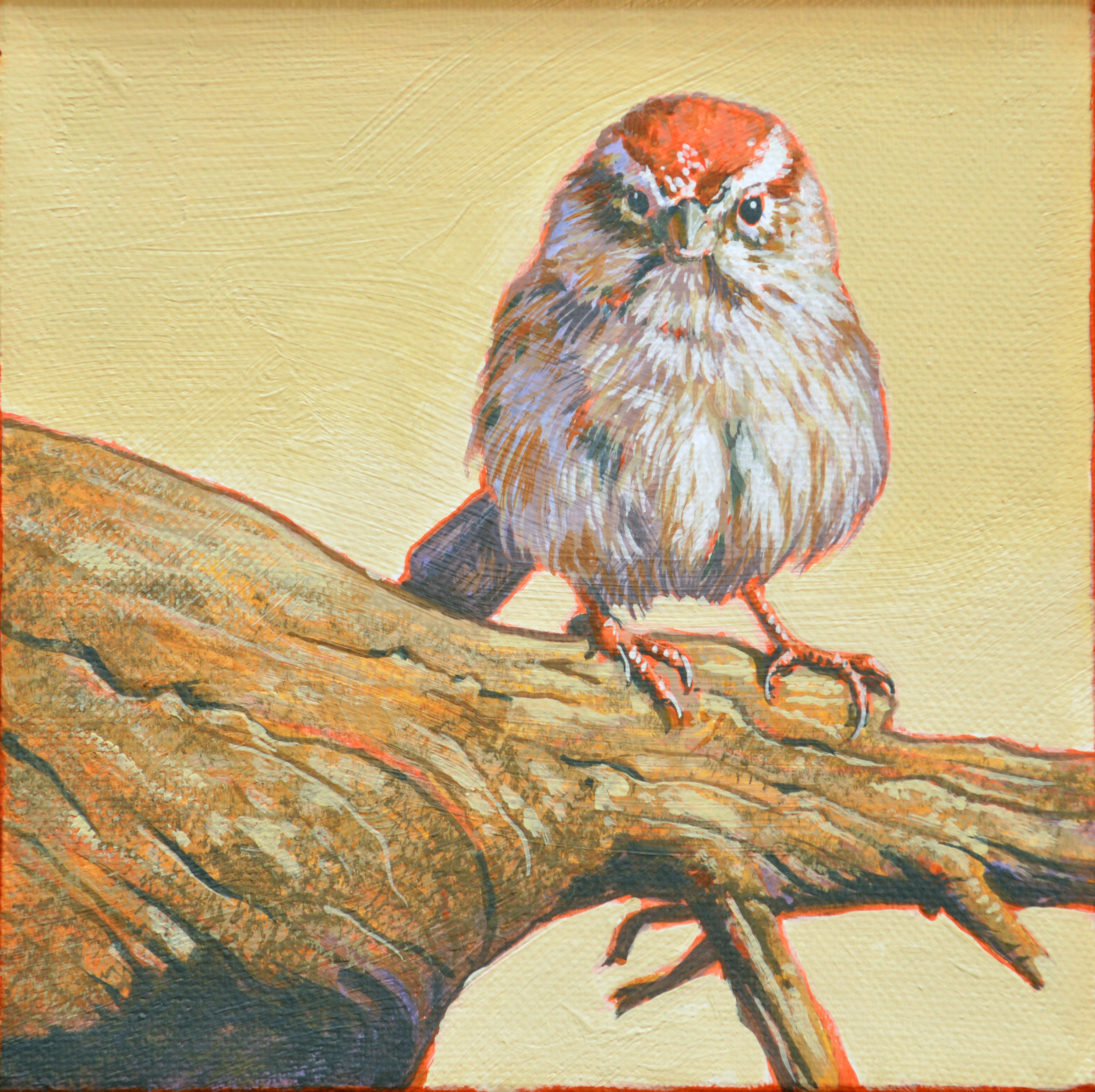 Sparrow4.16   6x6.JPG