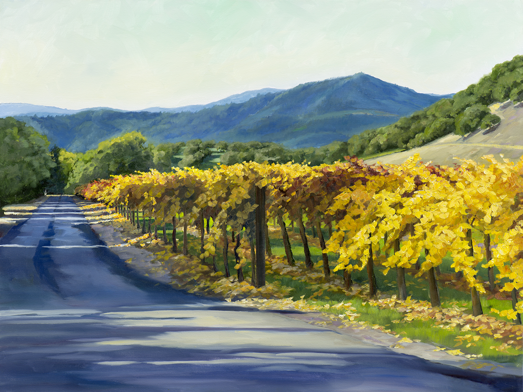 Late Light On The Vines.jpg