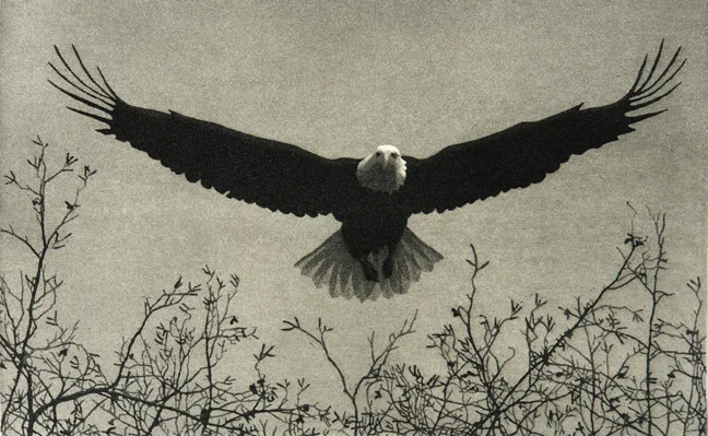 eagle08.jpg