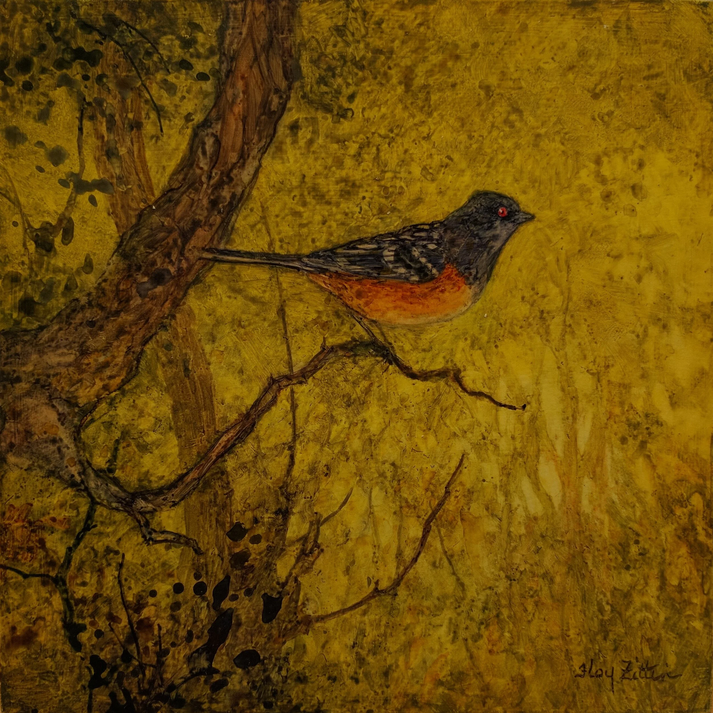 Spotted Towhee 8 x 8.jpg