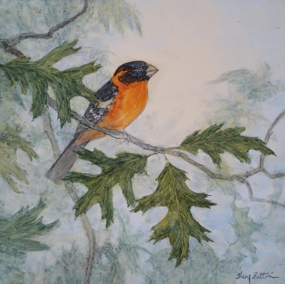 grosbeak and oak1000.JPG