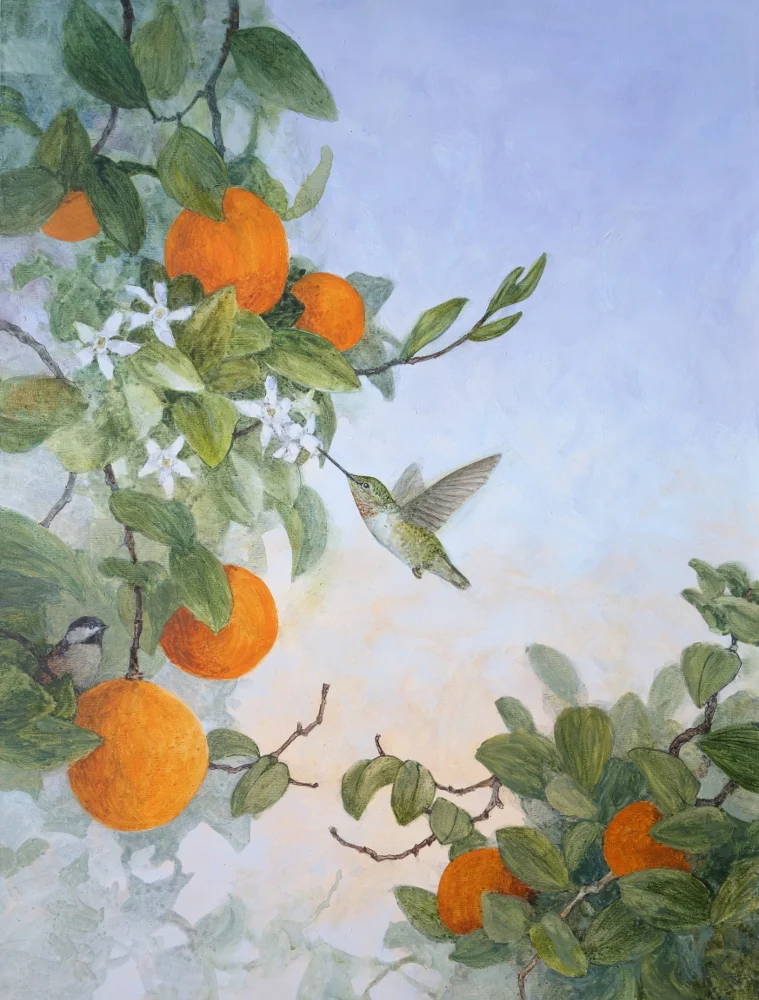 Hummingbird and Orange Tree1000.JPG