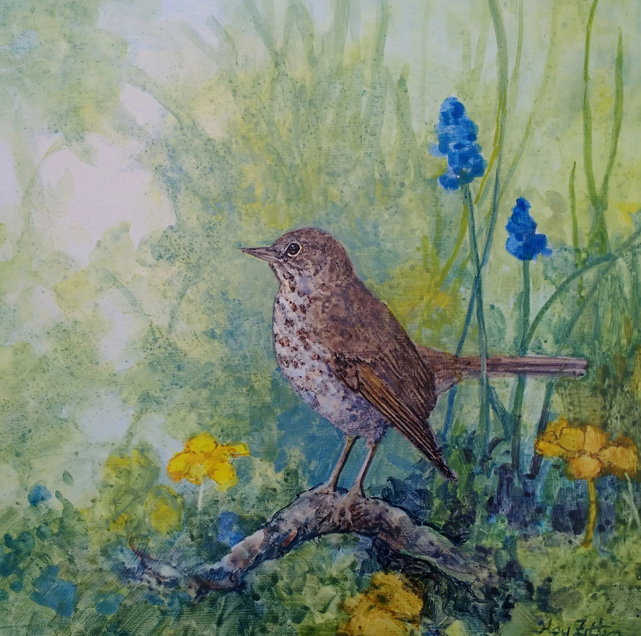 hermit thrush (2).jpg
