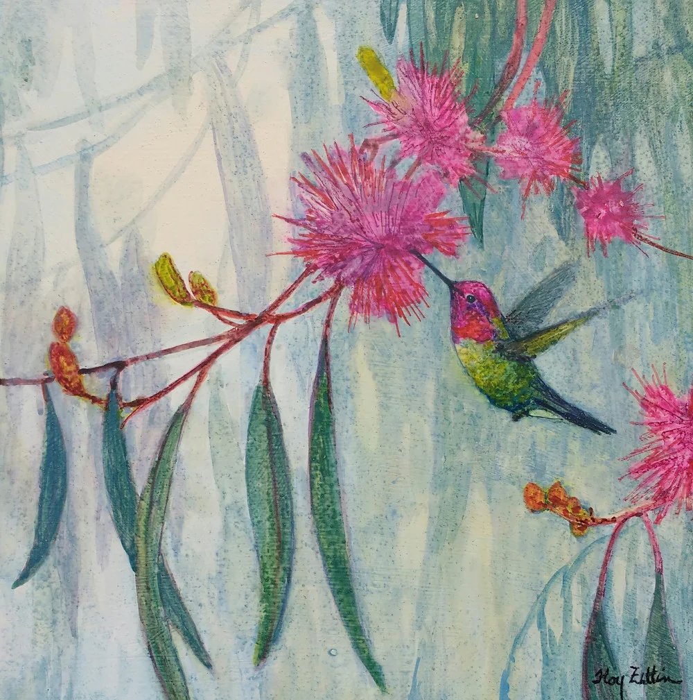 hummingbird eucalptus1000.jpg