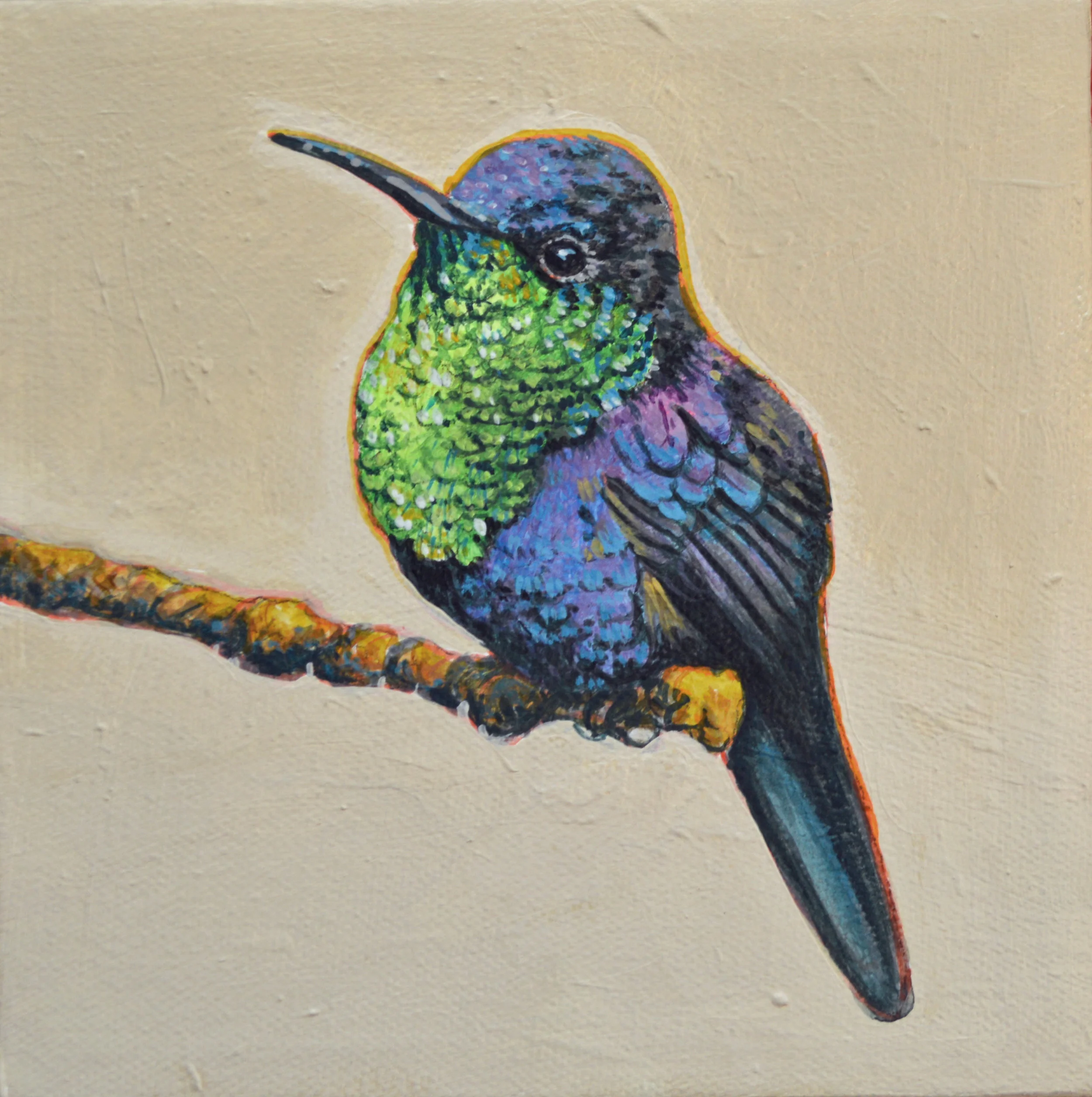 VioletBellied.7.17_6x6.JPG