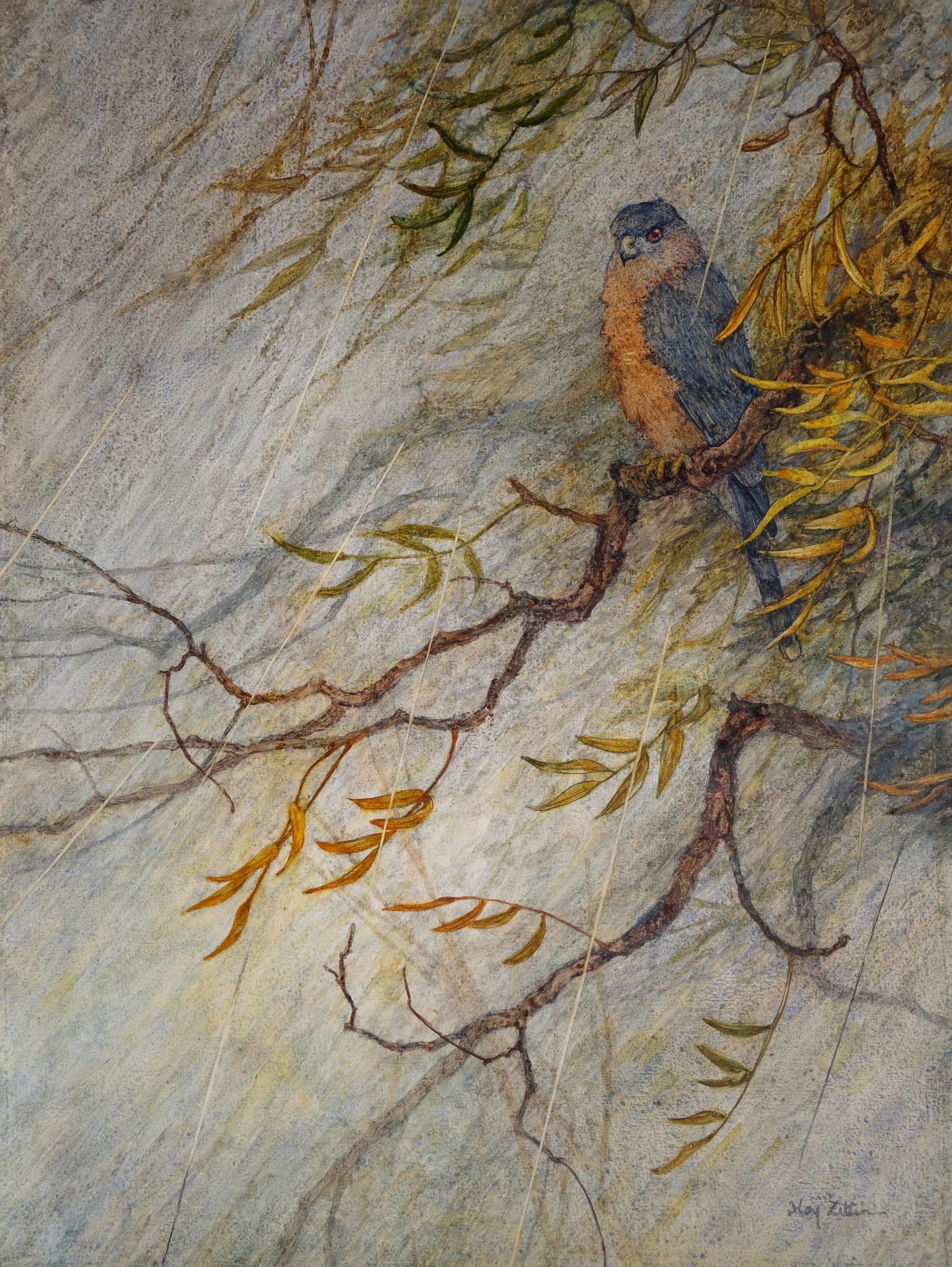 Cooper's Hawk in Storm 18 x 24.JPG